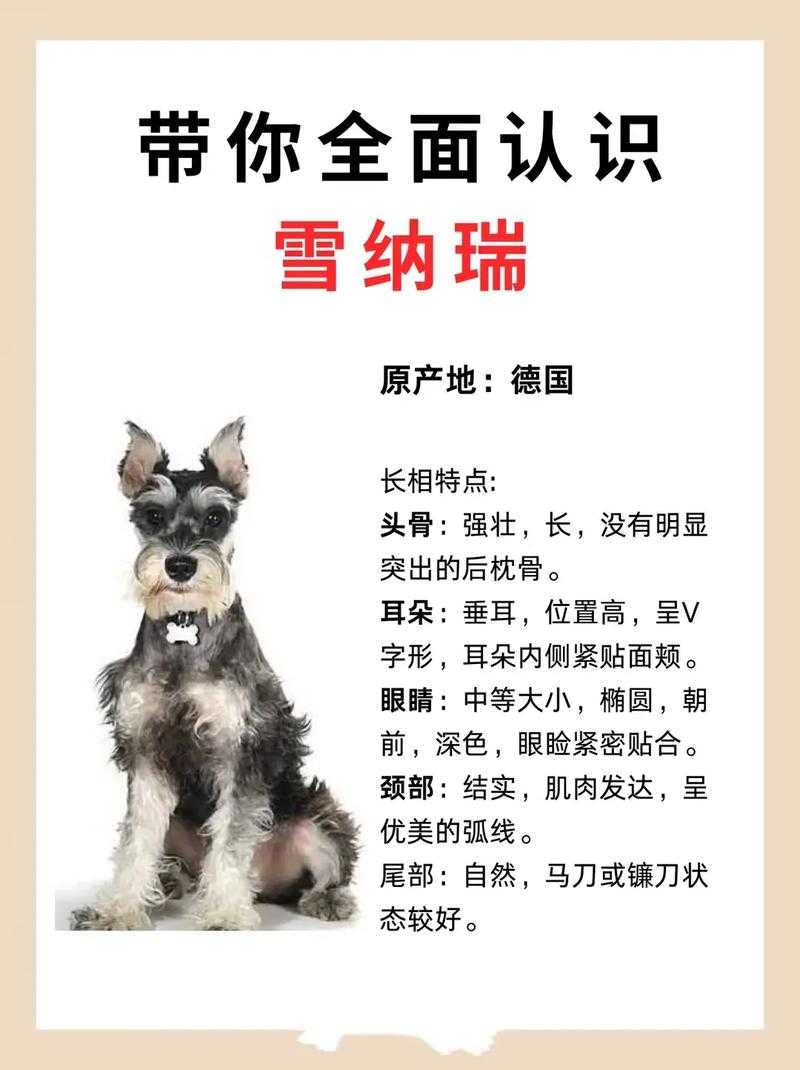 光与夜之恋犬与好天气里雪纳瑞篇难关真的能轻松突破吗?攻略在此!